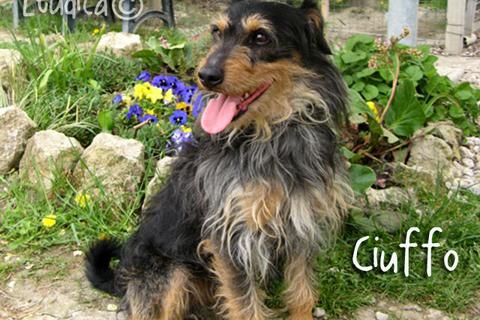 Ciuffo